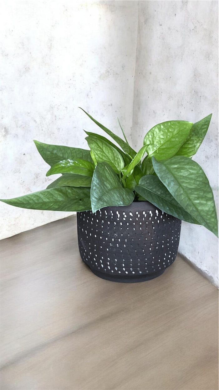 Cebu Blue Pothos (just the plant)