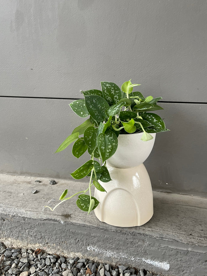Scindapsis in The Hourglass Planter