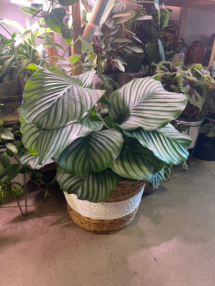 Orbifolia in Basket Planter