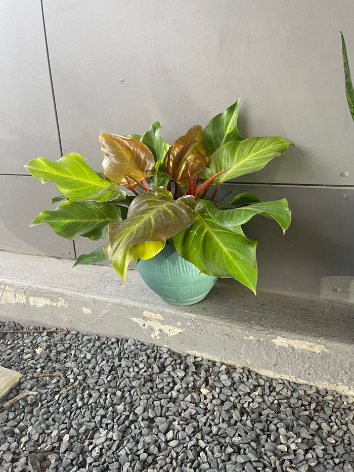 Prince of Orange Philodendron in Barton Springs Planter