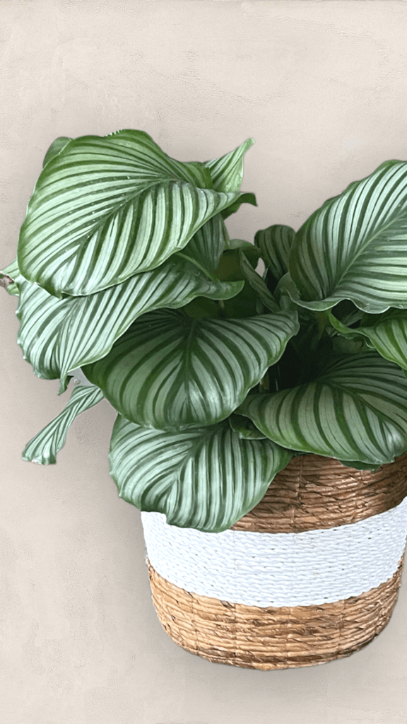 Orbifolia In Basket Planter
