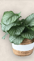 Orbifolia In Basket Planter