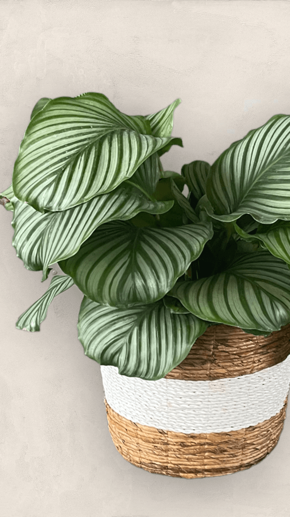 Orbifolia In Basket Planter