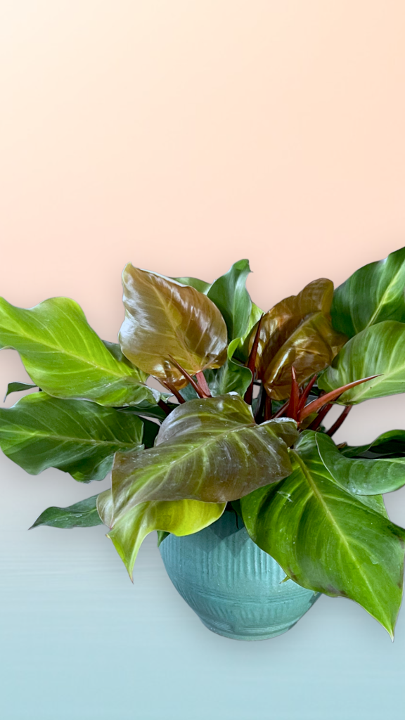Prince Of Orange Philodendron In Barton Springs Planter
