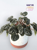 Ripple Peperomia In Rust Planter