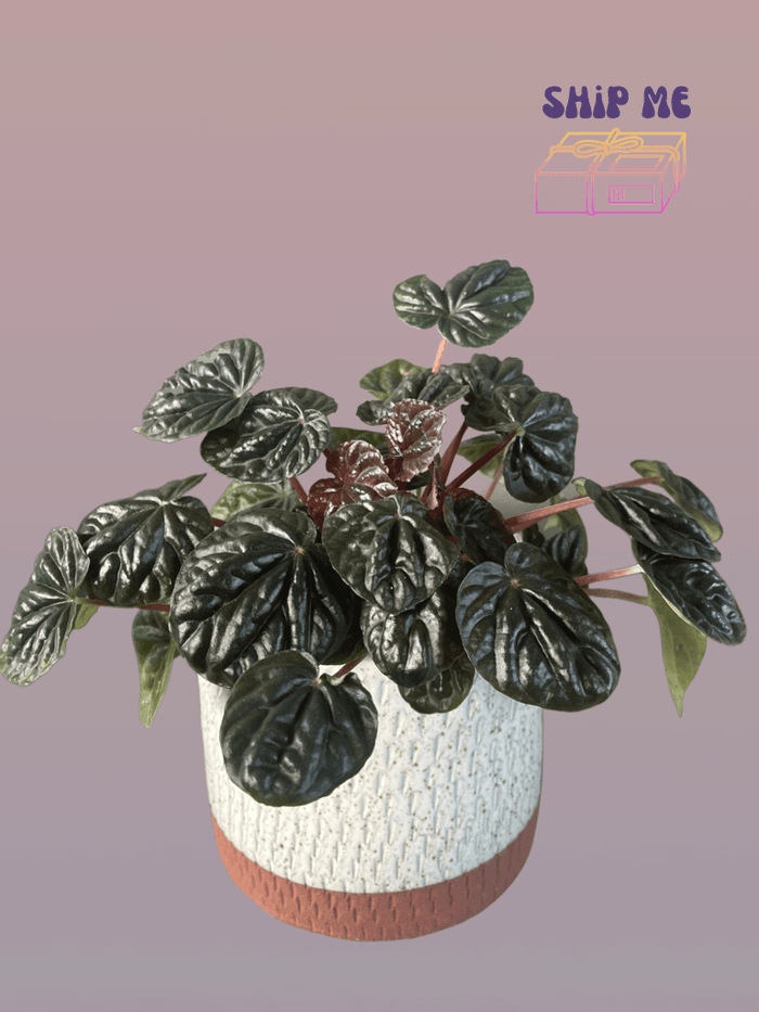 Ripple Peperomia In Rust Planter