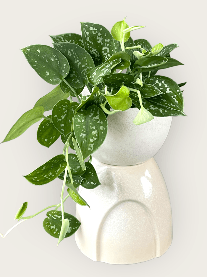 Scindapsis In The Hourglass Planter