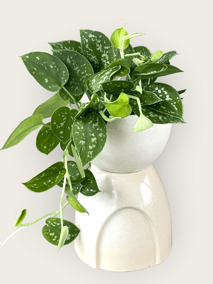 Scindapsis In The Hourglass Planter