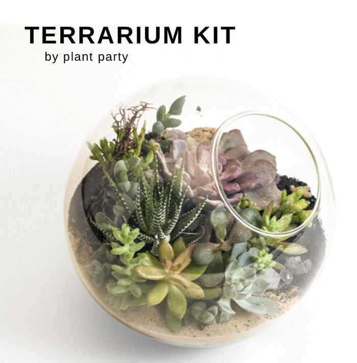 Terrarium Kit